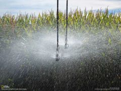 Tapeta National Geographic 417.jpg